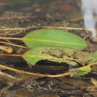 Potamogeton nodosus Poir.